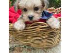 Maltese Puppy for sale in Rincon, GA, USA