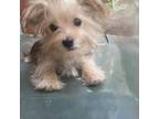 Maltese Puppy for sale in Rincon, GA, USA