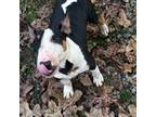 Boston Terrier Puppy for sale in Morganton, GA, USA