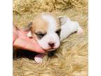 Parson Russell Terrier Puppy for sale in Tulsa, OK, USA