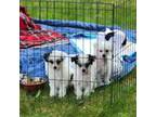 Chinese Crested Puppy for sale in Kittitas, WA, USA