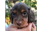 Dachshund Puppy for sale in Sacramento, CA, USA