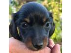 Dachshund Puppy for sale in Sacramento, CA, USA