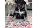 German Shepherd Dog Puppy for sale in Boca Raton, FL, USA