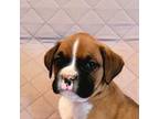 Boxer Puppy for sale in Eaton, CO, USA