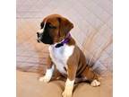 Boxer Puppy for sale in Eaton, CO, USA