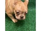 French Bulldog Puppy for sale in Atlanta, GA, USA