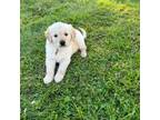 Golden Retriever Puppy for sale in Nottingham, PA, USA