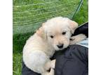 Golden Retriever Puppy for sale in Nottingham, PA, USA