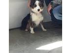 Miniature Australian Shepherd Puppy for sale in Kokomo, IN, USA