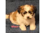 Shih Tzu Puppy for sale in Conroe, TX, USA