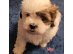 Shih Tzu Puppy for sale in Conroe, TX, USA