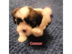 Shih Tzu Puppy for sale in Conroe, TX, USA