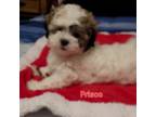 Shih Tzu Puppy for sale in Conroe, TX, USA