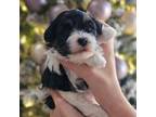 Havanese Puppy for sale in Yorktown, VA, USA