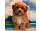 Maltipoo Puppy for sale in Gulf Breeze, FL, USA
