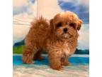 Maltipoo Puppy for sale in Gulf Breeze, FL, USA