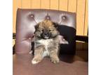 Pomeranian Puppy for sale in Perris, CA, USA