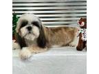 Shih Tzu Puppy for sale in New York, NY, USA