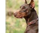 Doberman Pinscher Puppy for sale in Colton, CA, USA