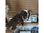 Bulldog Puppy for sale in Beaumont, CA, USA