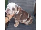 Bulldog Puppy for sale in Beaumont, CA, USA