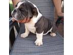 Bulldog Puppy for sale in Beaumont, CA, USA