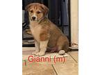 Gianni, Terrier (unknown Type, Small) For Adoption In Plymouth, Massachusetts