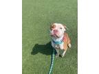 Sassy Ix 82, American Pit Bull Terrier For Adoption In Cleveland, Ohio