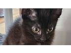 Tony, Domestic Shorthair For Adoption In Bowling Green, Kentucky