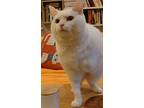 Chantilly (tripawd), Domestic Shorthair For Adoption In Richmond Hill, Ontario