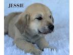 Jessie, Golden Retriever For Adoption In Lillian, Texas