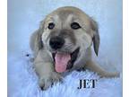 Jet, Golden Retriever For Adoption In Lillian, Texas