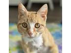 Junie B. Jones, Domestic Shorthair For Adoption In Dallas, Texas