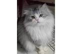 Tom, Persian For Adoption In Manchester, New Hampshire