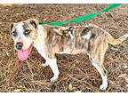 Bindi, Terrier (unknown Type, Medium) For Adoption In Ladson, South Carolina