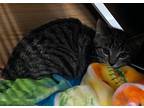 Kernal, American Bobtail For Adoption In Ossipee, New Hampshire