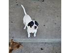 Tot, Labrador Retriever For Adoption In Phenix City, Alabama