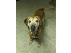 Buster, Labrador Retriever For Adoption In Summit, New Jersey