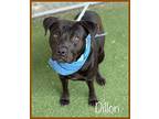 Dillon, American Staffordshire Terrier For Adoption In Holly Springs, Georgia