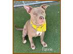 Fannie, American Staffordshire Terrier For Adoption In Holly Springs, Georgia