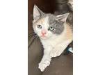 Bell Pepper, Domestic Shorthair For Adoption In Friendswood, Texas