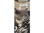 Sox, Domestic Shorthair For Adoption In Troy, Virginia