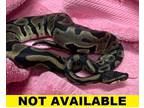 Timel, Snake For Adoption In Eugene, Oregon