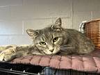 Emmi, Domestic Shorthair For Adoption In Whitehall, Pennsylvania