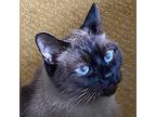 Menew, Siamese For Adoption In Toronto, Ontario