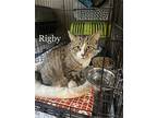 Rigby (24-210), Domestic Shorthair For Adoption In Seven Valleys, Pennsylvania