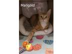 Marigold (24-191), Domestic Shorthair For Adoption In Seven Valleys
