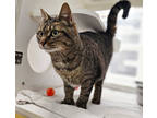 Kitty Kat, Domestic Shorthair For Adoption In St. Catharines, Ontario