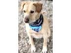 Guapa, Terrier (unknown Type, Small) For Adoption In Norfolk, Virginia